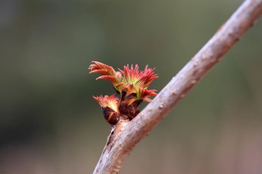 Bitki tomurcukları baharın başlarında, Kuzey Çin 'de filizlenir.