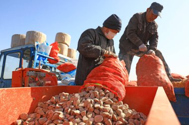 LUANNAN COUNTY, Hebei Eyaleti, Çin - 16 Mart 2021: Çiftçiler ekiciye patates cipsi ekiyor