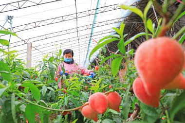 LUANNAN COUNTY, Hebei Eyaleti, Çin - 18 Mart 2021: kadın çalışanlar olgun şeftalileri bir çiftlikten topluyorlar