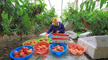 LUANNAN COUNTY, Hebei Eyaleti, Çin - 18 Mart 2021: Kadın çiftçiler tarladan topladıkları şeftalileri derecelendirip kutuladılar