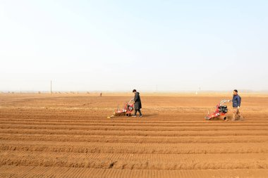 LUANNAN COUNTY, Hebei Eyaleti, Çin - 19 Mart 2021: çiftçiler hendek kazıp Kuzey Çin 'deki bir çiftliğe zencefil ekmek için hendek kazıyorlar.