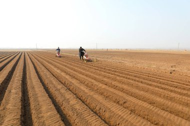 LUANNAN COUNTY, Hebei Eyaleti, Çin - 19 Mart 2021: çiftçiler hendek kazıp Kuzey Çin 'deki bir çiftliğe zencefil ekmek için hendek kazıyorlar.