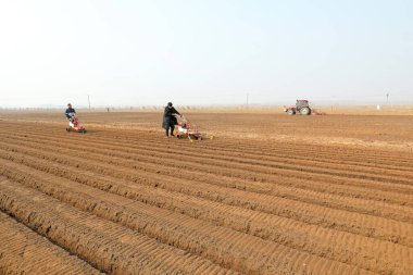 LUANNAN COUNTY, Hebei Eyaleti, Çin - 19 Mart 2021: çiftçiler hendek kazıp Kuzey Çin 'deki bir çiftliğe zencefil ekmek için hendek kazıyorlar.