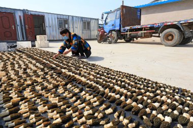 LUANNAN COUNTY, Hebei Eyaleti, Çin - 25 Mart 2021: çiftçiler bir çiftlikte yenilebilir mantar kurutuyorlar.