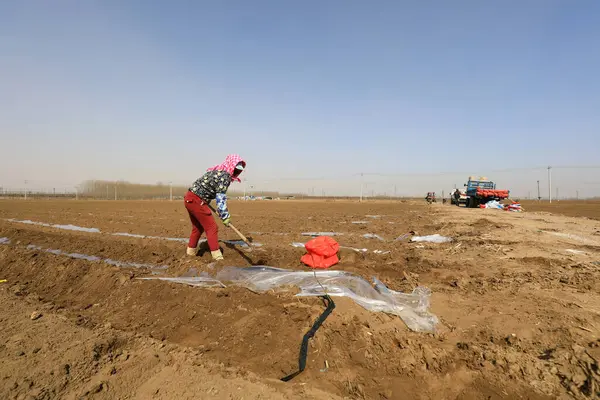 LUANNAN COUNTY, Hebei Eyaleti, Çin - 16 Mart 2021: Çiftçinin karısı tarlada patates ekiyor