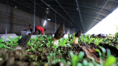 Çiftçiler Morchella 'yı seralarda hasat ediyorlar, yüksek ekonomik ve besin değeri olan bir mantar, LUANNAN COUNTY, Hebei Eyaleti, Çin