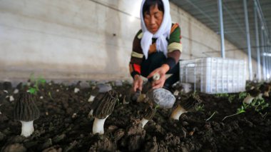 LUANNAN COUNTY, Hebei Eyaleti, Çin - 25 Mart 2021: Çiftçiler Morchella 'yı yüksek ekonomik ve besin değeri olan seralarda hasat ettiler.