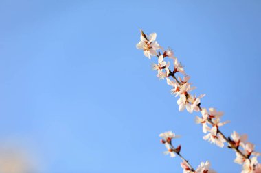 Parkta şeftali çiçeği çiçek açmış.