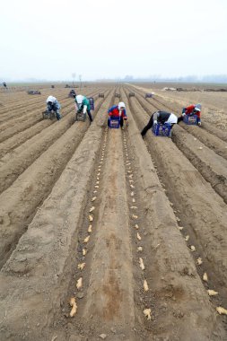 LUANNAN COUNTY, Hebei Eyaleti, Çin - 26 Mart 2021: çiftçiler tarlalarda zencefil yetiştiriyor