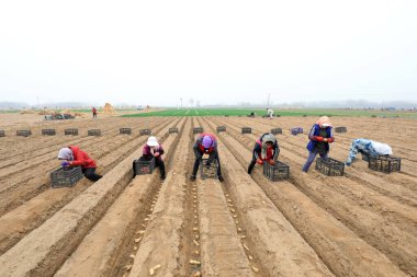 LUANNAN COUNTY, Hebei Eyaleti, Çin - 27 Mart 2021: çiftçiler tarlalarda zencefil yetiştiriyor
