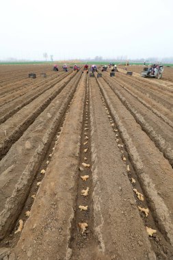 LUANNAN COUNTY, Hebei Eyaleti, Çin - 27 Mart 2021: çiftçiler tarlalarda zencefil yetiştiriyor