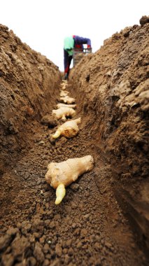 LUANNAN COUNTY, Hebei Eyaleti, Çin - 27 Mart 2021: çiftçiler tarlalarda zencefil yetiştiriyor