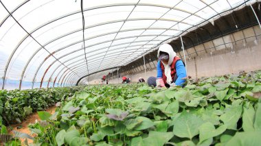 LUANNAN COUNTY, Çin - 29 Mart 2021: çiftçiler seralarda tatlı patates fideleri topluyorlar