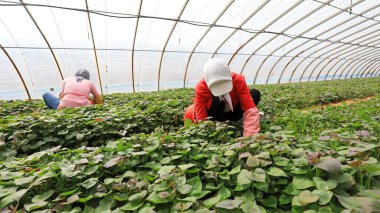 LUANNAN COUNTY, Çin - 29 Mart 2021: çiftçiler seralarda tatlı patates fideleri topluyorlar