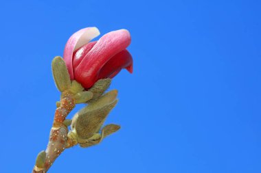 Manolya tomurcukları parkta, Kuzey Çin 'de