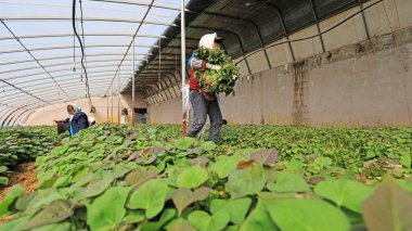 LUANNAN COUNTY, Hebei Eyaleti, Çin - 30 Mart 2021: çiftçiler ekmek için tatlı patates fideleri hasat ettiler.