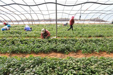 LUANNAN COUNTY, Hebei Eyaleti, Çin - 30 Mart 2021: çiftçiler ekmek için tatlı patates fideleri hasat ettiler.