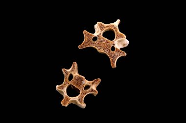 Siyah arkaplanda kemikler, fotoğrafa yakın çekim