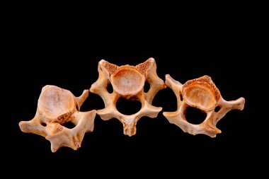 Siyah arkaplanda kemikler, fotoğrafa yakın çekim