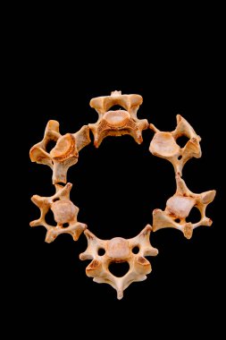 Siyah arkaplanda kemikler, fotoğrafa yakın çekim