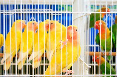 Marketteki kafeste sarı papağan, fotoğrafa yakın çekim.