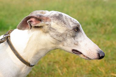 Çimlerde evcil köpekler, fotoğrafa yakın çekim.