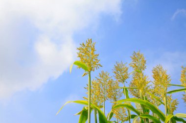 Sorghum panikleme özelliği, fotoğrafa yakın çekim