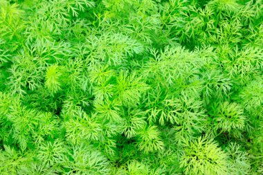 Havuç fideleri, fotoğrafa yakın çekim.