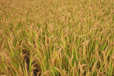 Olgun pirinç, yakın plan fotoğraf.