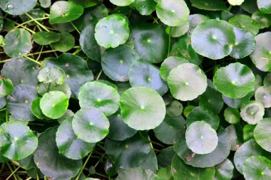 Bıçak sapı, fotoğrafa yakın çekim.