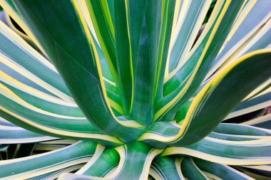 phnom penh agave yaprakları, fotoğrafa yakın çekim