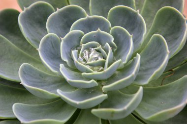 Taş Lotus, fotoğrafa yaklaş.