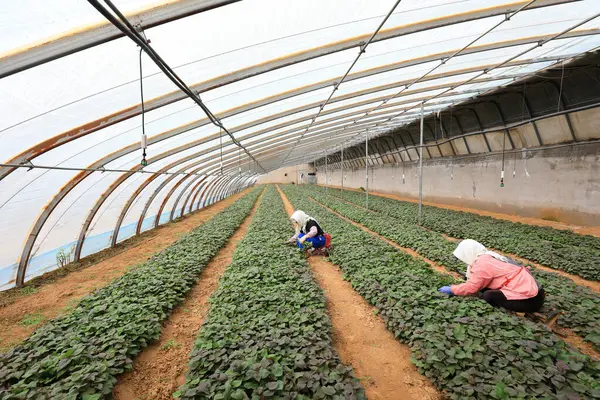 stock image LUANNAN COUNTY, China - March 29, 2021: farmers gather sweet potato seedlings in greenhouses