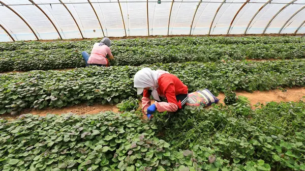 stock image LUANNAN COUNTY, China - March 29, 2021: farmers gather sweet potato seedlings in greenhouses