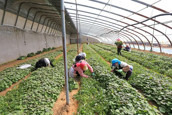 stock image LUANNAN COUNTY, Hebei Province, China - March 30, 2021: farmers harvest sweet potato seedlings for planting.