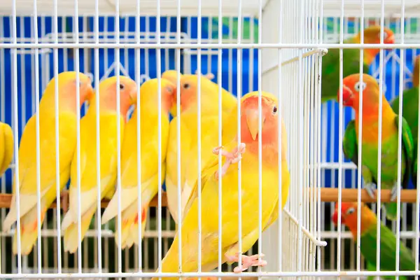 Marketteki kafeste sarı papağan, fotoğrafa yakın çekim.