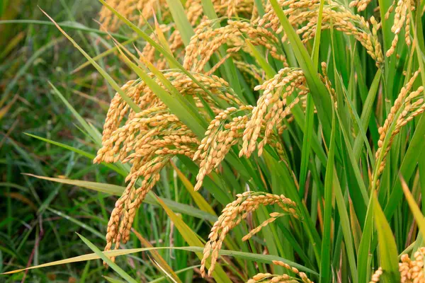 stock image Mature rice, closeup of photo