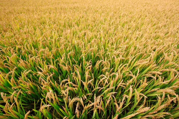 stock image Mature rice, closeup of photo