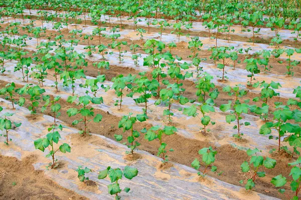 Pamut Növény Talajban Észak Kína Jogdíjmentes Stock Képek