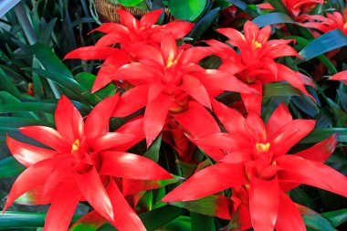 Bahçede kırmızı ananas çiçekleri, yakın çekim