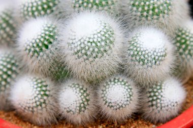 kaktüs bitkileri, closeup fotoğraf