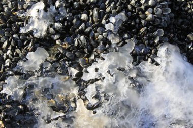 Donmuş yüksek teknoloji ve personel midye, yakın plan fotoğraf.