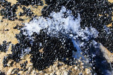 Donmuş yüksek teknoloji ve personel midye, yakın plan fotoğraf.