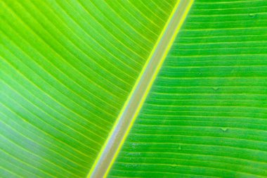 Yeşil muz yaprakları, yakın plan fotoğraf.