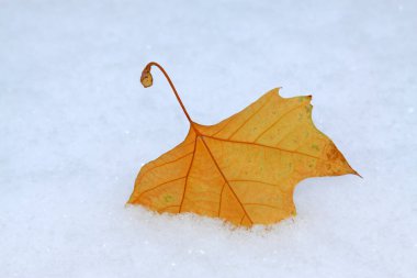 Karda sarı yapraklar, fotoğrafın yakın çekimi.