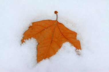 Karda sarı yapraklar, fotoğrafın yakın çekimi.