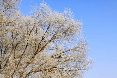 rime ağacı dalları mavi gökyüzü arkaplanının altında, fotoğrafa yakın çekim