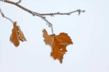 kardaki ve dondaki platan dallar, fotoğrafa yakın çekim.