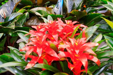 Ananas çiçekleri, fotoğrafa yakın çekim.