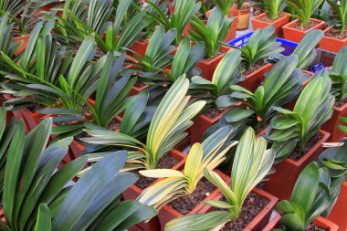 Botanik bahçesine saksı.